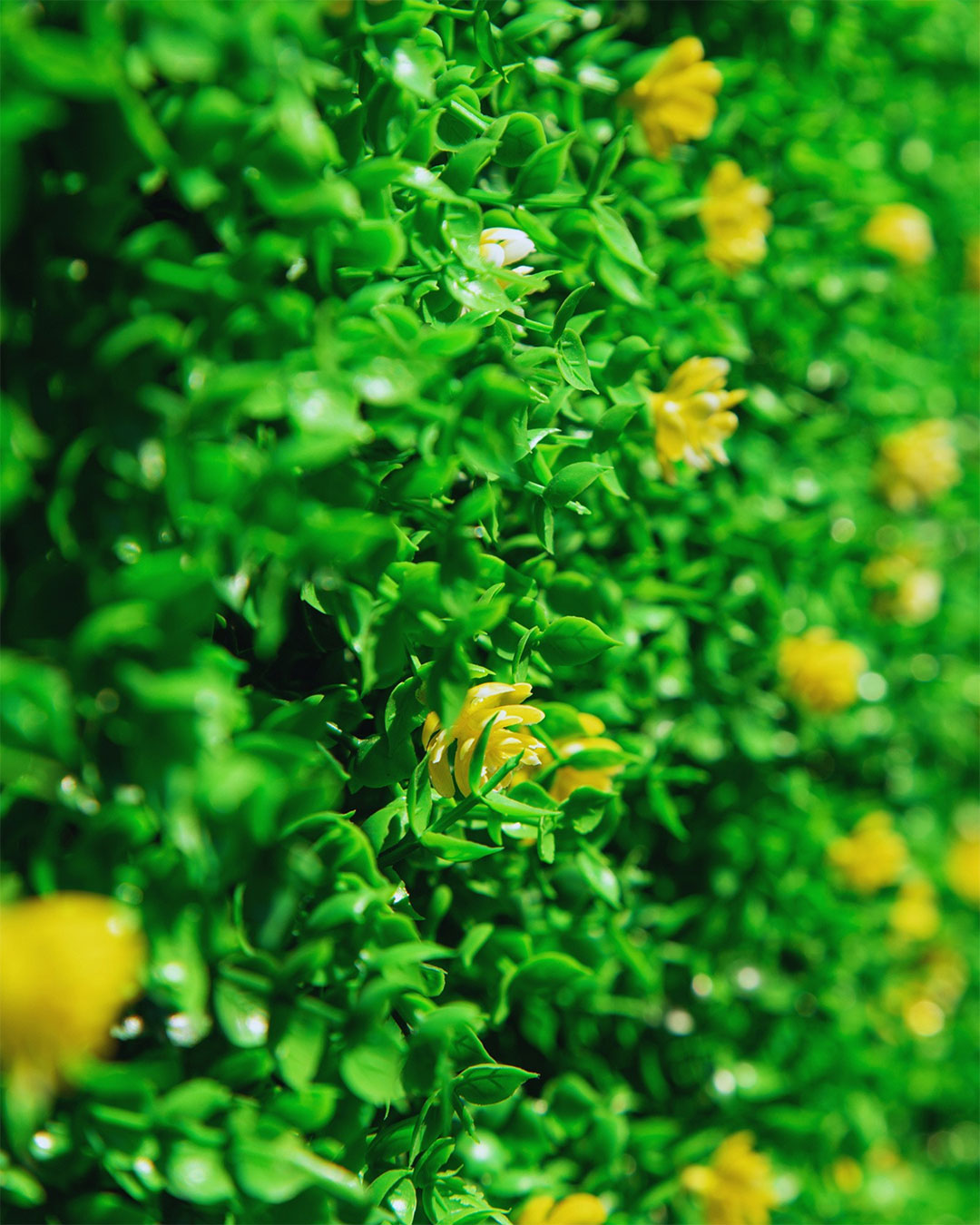 Jardin-vertical-Exterior-Bosque_con_flores