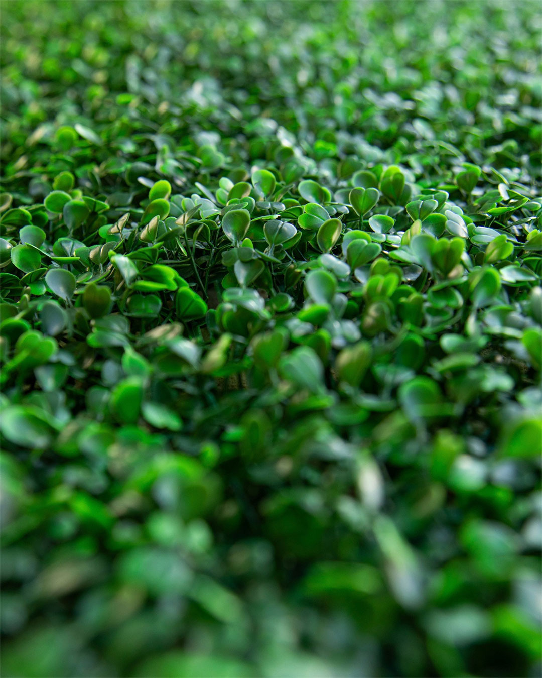 Jardin-vertical-Exterior-Pradera_UV