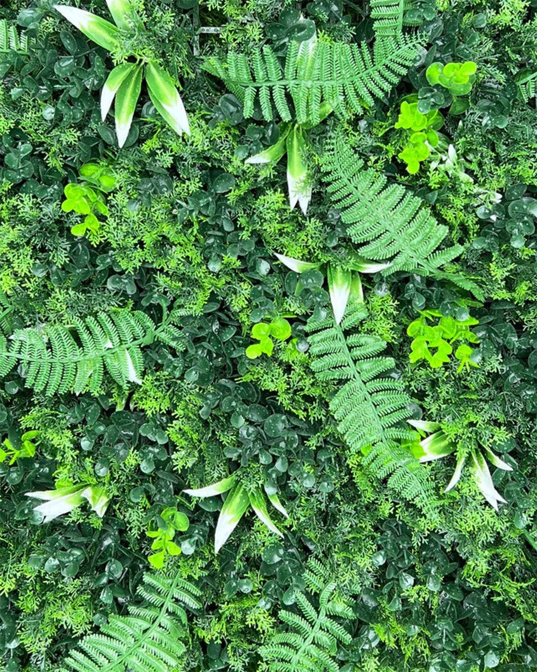 Jardin-vertical-Exterior-Selva